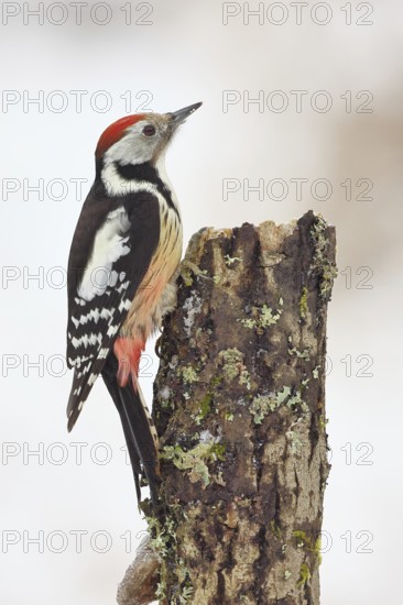 Middle spotted woodpecker (Dendrocopos medius) foraging on dead wood of an oak (Quercus), Wilnsdorf, North Rhine-Westphalia, Germany