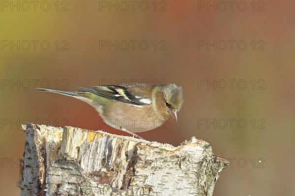 Chaffinch (Fringilla coelebs), adult male sitting on a tree stump in the garden, winter dress, wildlife, animals, birds, songbird, nature photography, Siegerland, North Rhine-Westphalia, Germany