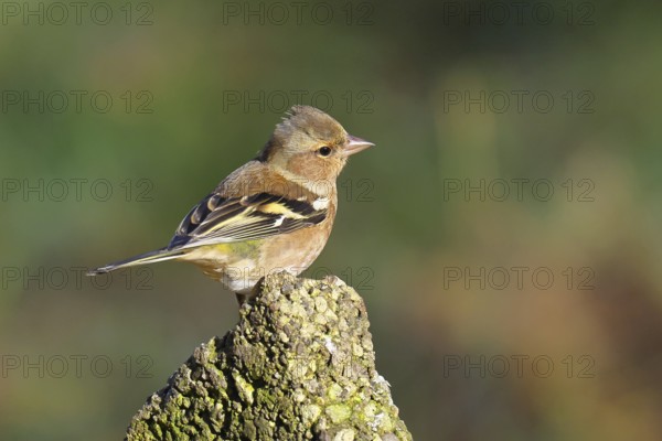 Chaffinch (Fringilla coelebs), adult male sitting on a stone in the garden, winter dress, wildlife, animals, birds, songbird, nature photography, Wilnsdorf, North Rhine-Westphalia, Germany