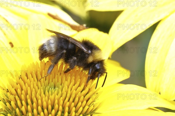 Forest cuckoo bumblebee (Bombus sylvestris), collecting nectar on a purple coneflower (Echinacea purpurea), close-up, Wilnsdorf, North Rhine-Westphalia, Germany