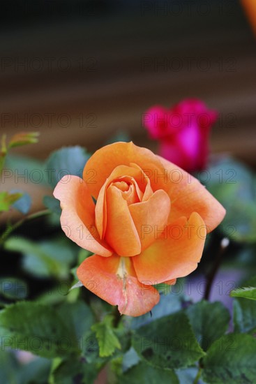Rose blossom (Rosa sp.), orange flower, in a garden, Wilnsdorf, North Rhine-Westphalia, Germany