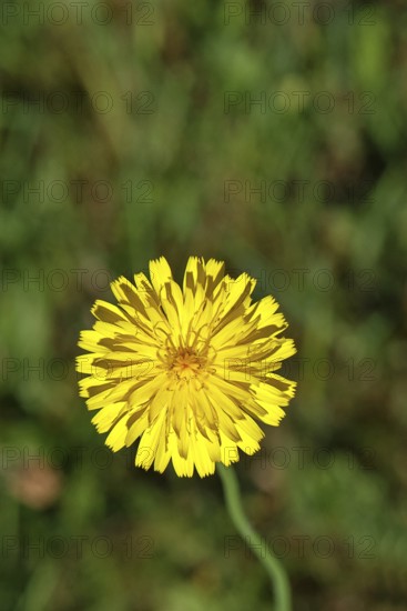 Mouse-ear hawkweed, also known as Lesser mouse-eared hawkweed or long-haired hawkweed (Hieracium pilosella), medicinal plant used medicinally as a diuretic, it also has a mild psychoactive effect that has been compared to that of cannabis, Wilnsdorf, North Rhine-Westphalia, Germany