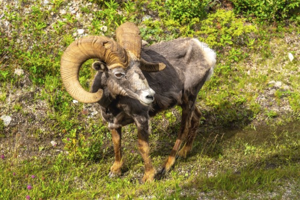 Bighorn sheep with large curled horns standing in a grassy meadow near maligne lake in jasper national park, alberta, canada, enjoying the summer sunshine and natural environment