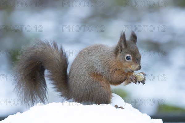 Red squirrel (Sciurus vulgaris) adult animal eating a nut in snow in winter, England, United Kingdom