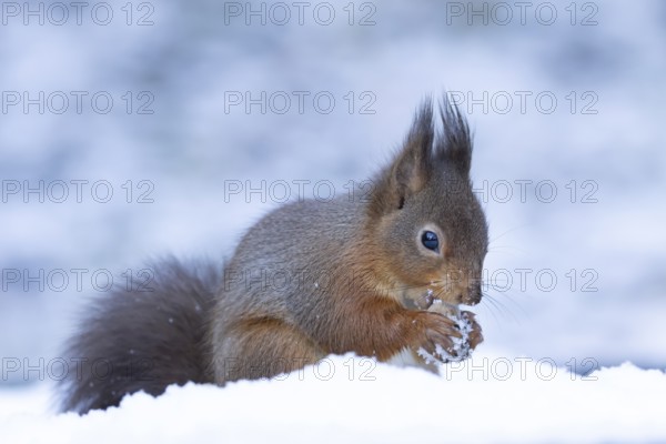 Red squirrel (Sciurus vulgaris) adult animal feeding on a hazel nut in snow in winter, England, United Kingdom