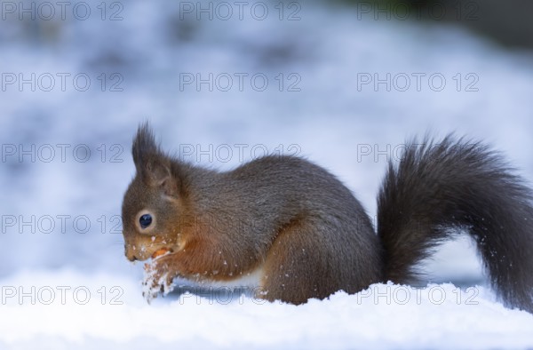 Red squirrel (Sciurus vulgaris) adult animal collecting a hazel nut in snow in winter, England, United Kingdom