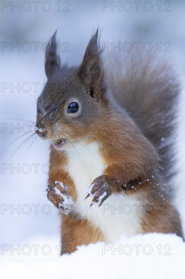 Red squirrel (Sciurus vulgaris) adult animal in a snow covered woodland in winter, England, United Kingdom