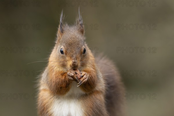 Red squirrel (Sciurus vulgaris) adult animal eating a nut in a woodland in winter, England, United Kingdom