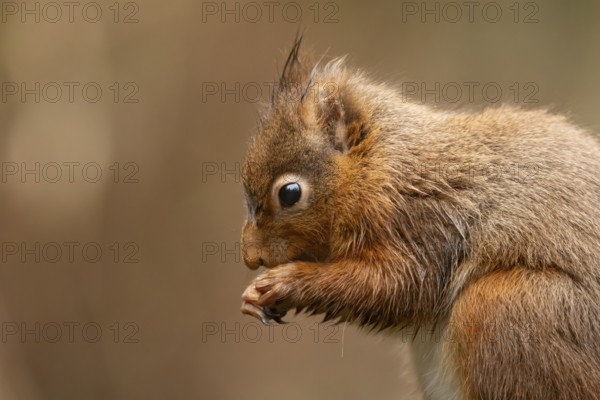 Red squirrel (Sciurus vulgaris) adult animal feeding on a nut in winter, England, United Kingdom