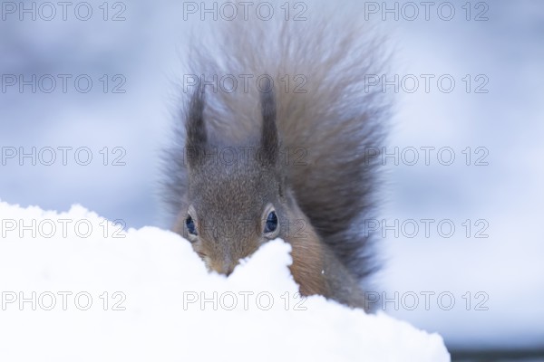 Red squirrel (Sciurus vulgaris) adult animal in a snow covered woodland in winter, England, United Kingdom