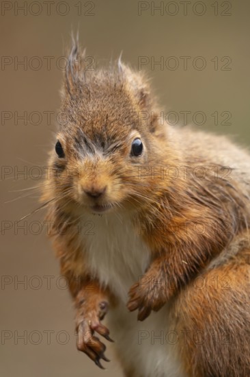 Red squirrel (Sciurus vulgaris) adult animal head portrait in winter, England, United Kingdom