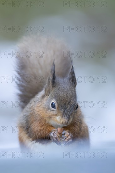 Red squirrel (Sciurus vulgaris) adult animal eating a nut in a snow covered woodland in winter, England, United Kingdom