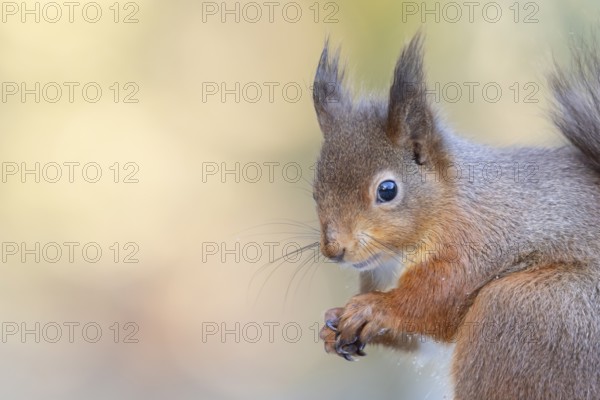 Red squirrel (Sciurus vulgaris) adult animal head portrait in winter, England, United Kingdom