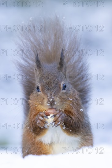 Red squirrel (Sciurus vulgaris) adult animal feeding on a nut in snow in winter, England, United Kingdom
