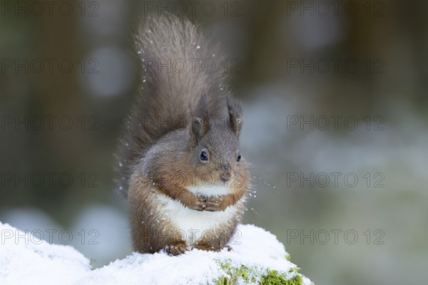 Red squirrel (Sciurus vulgaris) adult animal on a snow covered stone wall in winter, England, United Kingdom