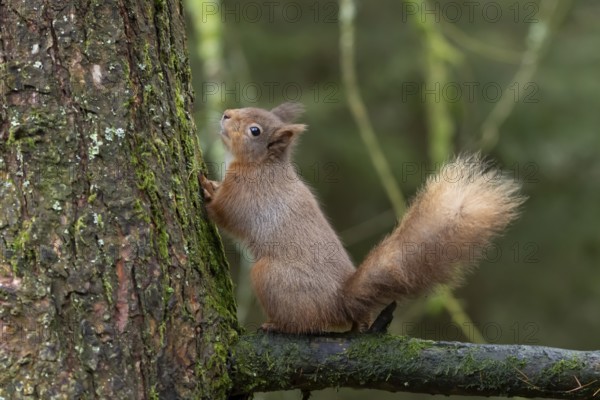 Red squirrel (Sciurus vulgaris) adult animal on a tree branch in a woodland in winter, England, United Kingdom