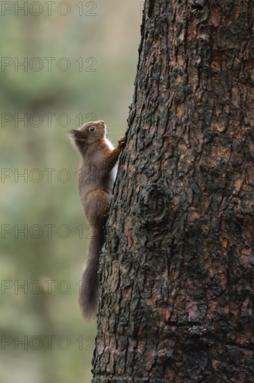 Red squirrel (Sciurus vulgaris) adult animal on a tree trunk in a woodland in winter, England, United Kingdom