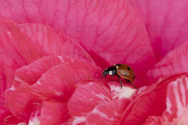 Seven-spot ladybird or ladybug (Coccinella septempunctata) adult beetle on a garden Camellia flower in spring, England, United Kingdom