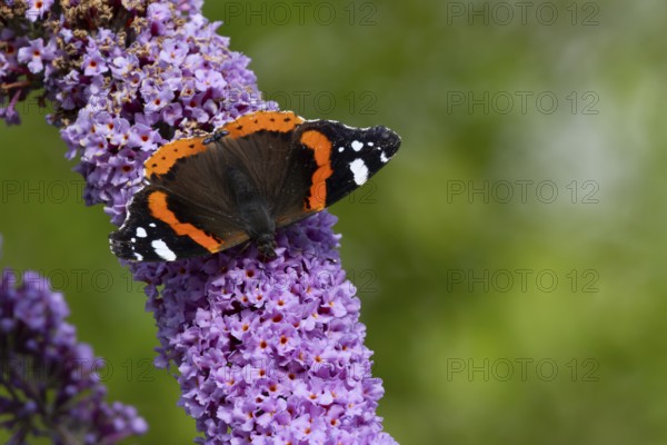 Red admiral butterfly (Vanessa atalanta) adult insect feeding on a garden purple Buddleja or Buddleia plant flowers in summer, England, United Kingdom