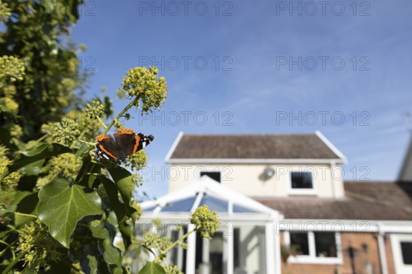 Red admiral butterfly (Vanessa atalanta) adult insect feeding on garden Ivy (Hedera helix) flowers with an urban house in the background in summer, England, United Kingdom