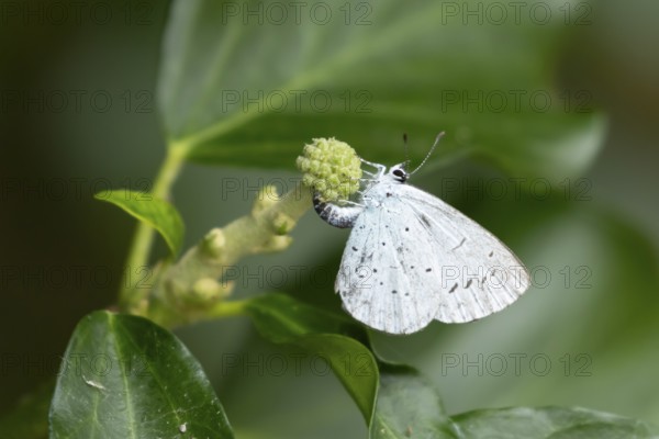 Holly blue butterfly (Celastrina argiolus) adult female insect egg laying on a garden Ivy (Hedera helix) plant flower bud in summer, England, United Kingdom
