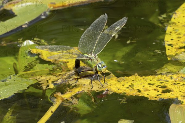 Emperor dragonfly (Anax imperator) adult female insect egg laying or ovipositing on the water surface of a pond in summer, England, United Kingdom