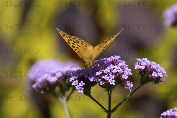 Silver-washed fritillary butterfly (Argynnis paphia) adult insect feeding on purple garden Verbena bonariensis flowers in summer, England, United Kingdom