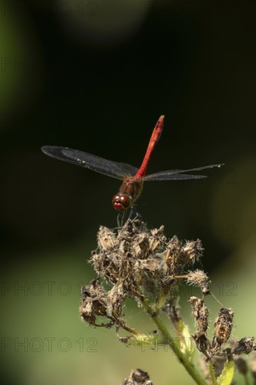 Ruddy darter dragonfly (Sympetrum sanguineum) adult insect on a plant seedhead in summer, England, United Kingdom