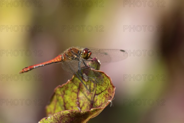 Ruddy darter dragonfly (Sympetrum sanguineum) adult insect on a garden Beetroot vegetable plant leaf in summer, England, United Kingdom