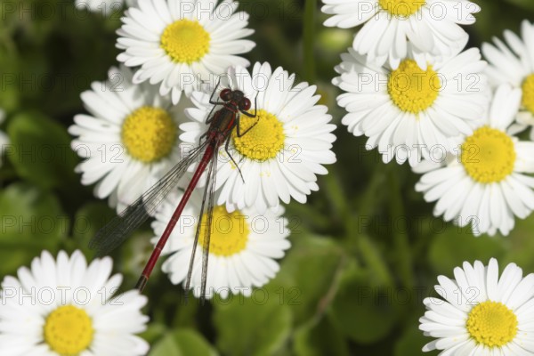 Large red damselfly (Pyrrhosoma nymphula) adult insect resting on a garden white daisy plant flower in summer, England, United Kingdom