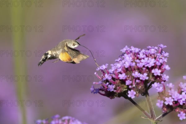Hummingbird hawkmoth (Macroglossum stellatarum) adult moth insect day flying feeding on garden purple Verbena bonariensis flowers in summer, England, United Kingdom