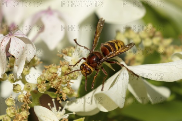 European hornet (Vespa crabro) adult insect feeding on a garden white plant flowers in summer, England, United Kingdom