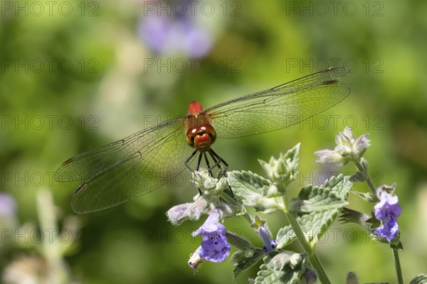Ruddy darter dragonfly (Sympetrum sanguineum) adult insect on a garden Catmint flower in summer, England, United Kingdom