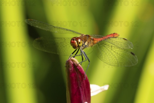 Ruddy darter dragonfly (Sympetrum sanguineum) adult insect on a garden Lily flower in summer, England, United Kingdom
