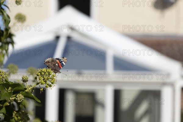 Red admiral butterfly (Vanessa atalanta) adult insect feeding on garden Ivy (Hedera helix) flowers with an urban house conservatory in the background in summer, England, United Kingdom
