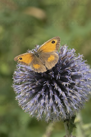 Gatekeeper butterfly (Pyronia tithonus) adult insect feeding on a garden Globe thistle flower in summer, England, United Kingdom