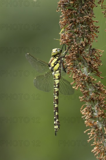 Southern hawker dragonfly (Aeshna cyanea) adult insect resting on a garden Buddleja or Buddleia plant flowers in summer, England, United Kingdom