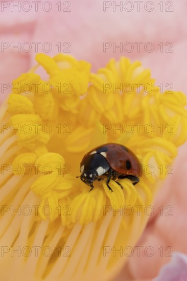 Seven-spot ladybird or ladybug (Coccinella septempunctata) adult beetle on a garden Camellia flower in spring, England, United Kingdom