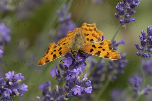 Comma butterfly (Polygonia c-album) adult insect feeding on garden blue Lavender plant flowers in summer, England, United Kingdom
