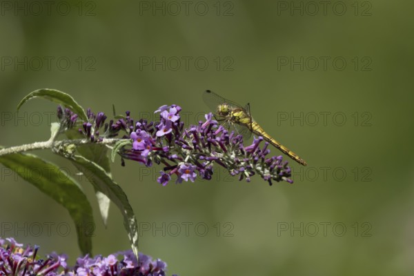 Common darter dragonfly (Sympetrum striolatum) adult female insect resting on a garden purple Buddleja or Buddleia plant flowers in summer, England, United Kingdom