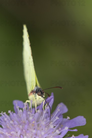 Brimstone butterfly (Gonepteryx rhamni) adult insect feeding on Field scabious plant flowers in summer, England, United Kingdom