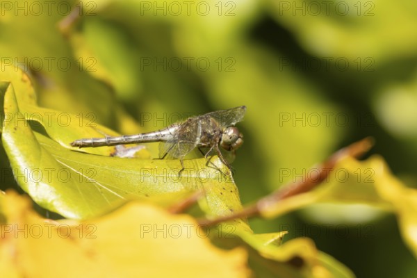Common darter dragonfly (Sympetrum striolatum) adult female insect resting on colourful autumn leaves, England, United Kingdom
