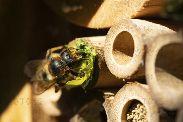 Leaf cutter bee (Megachile centuncularis) adult insect returning to a bee hotel box with leaves in summer, England, United Kingdom