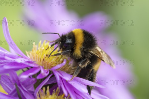 Garden bumblebee (Bombus hortorum) adult bee insect feeding on purple garden Aster plant flower in summer, England, United Kingdom