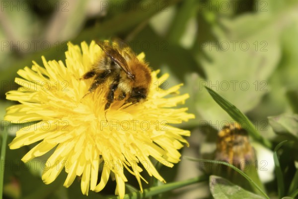 Buff tailed bumblebee (Bombus terrestris) adult bee insect feeding on yellow Dandelion (Taraxacum officinale) flowers in spring, England, United Kingdom