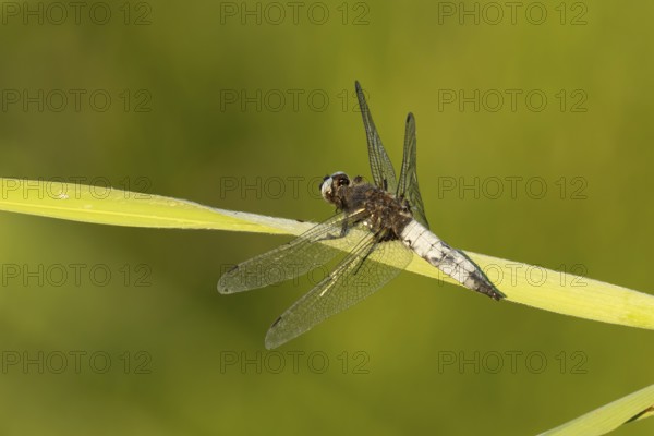 Broad-bodied chaser dragonfly (Libellula depressa) adult insect resting on a reed plant leaf in summer, England, United Kingdom