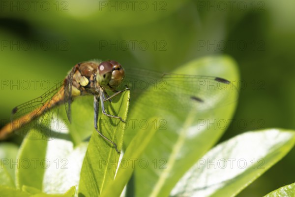 Common darter dragonfly (Sympetrum striolatum) adult female insect resting on a garden plant leaf in summer, England, United Kingdom