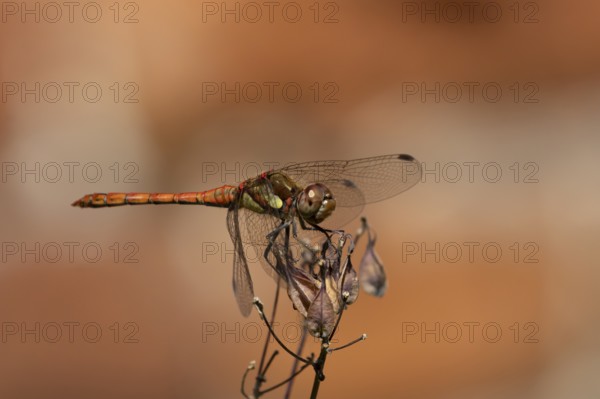 Common darter dragonfly (Sympetrum striolatum) adult male insect resting on a garden flower seedhead in summer, England, United Kingdom