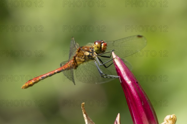 Common darter dragonfly (Sympetrum striolatum) adult male insect resting on a garden lily flower in summer, England, United Kingdom