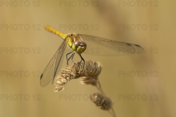 Common darter dragonfly (Sympetrum striolatum) adult female insect resting on a grass stem seedhead in summer, England, United Kingdom
